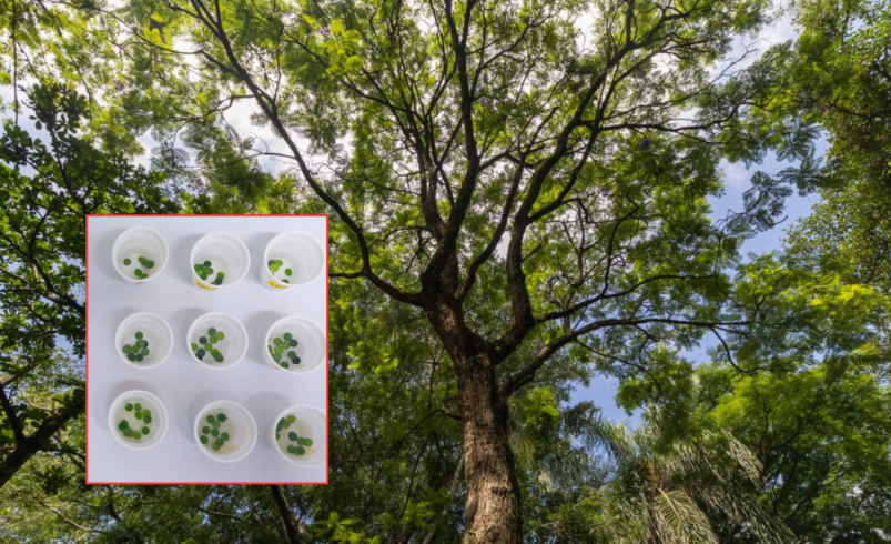 Según Medellín, seis especies de árboles serían clave para combatir la contaminación del aire en Medellín.