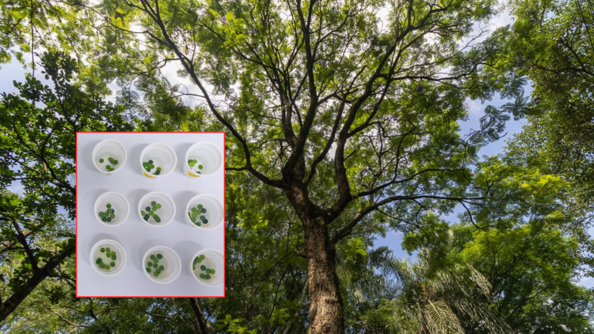 Según Medellín, seis especies de árboles serían clave para combatir la contaminación del aire en Medellín.