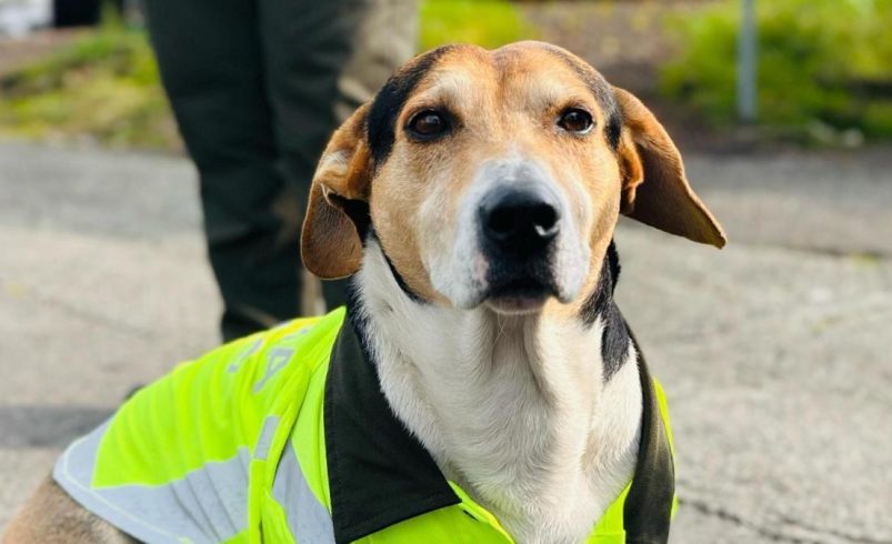 Adolfo, el perro policial que cautivó las redes sociales cuando patrulla junto con la fuerza pública en Quindi