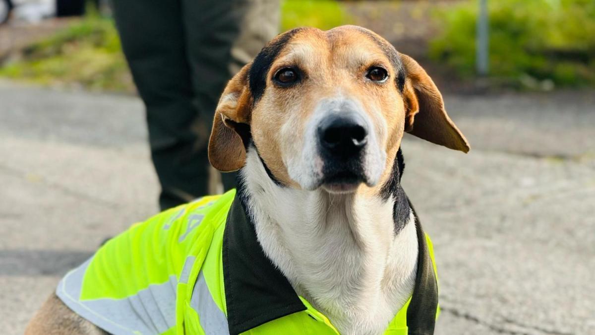 Adolfo, el perro policial que cautivó las redes sociales cuando patrulla junto con la fuerza pública en Quindi