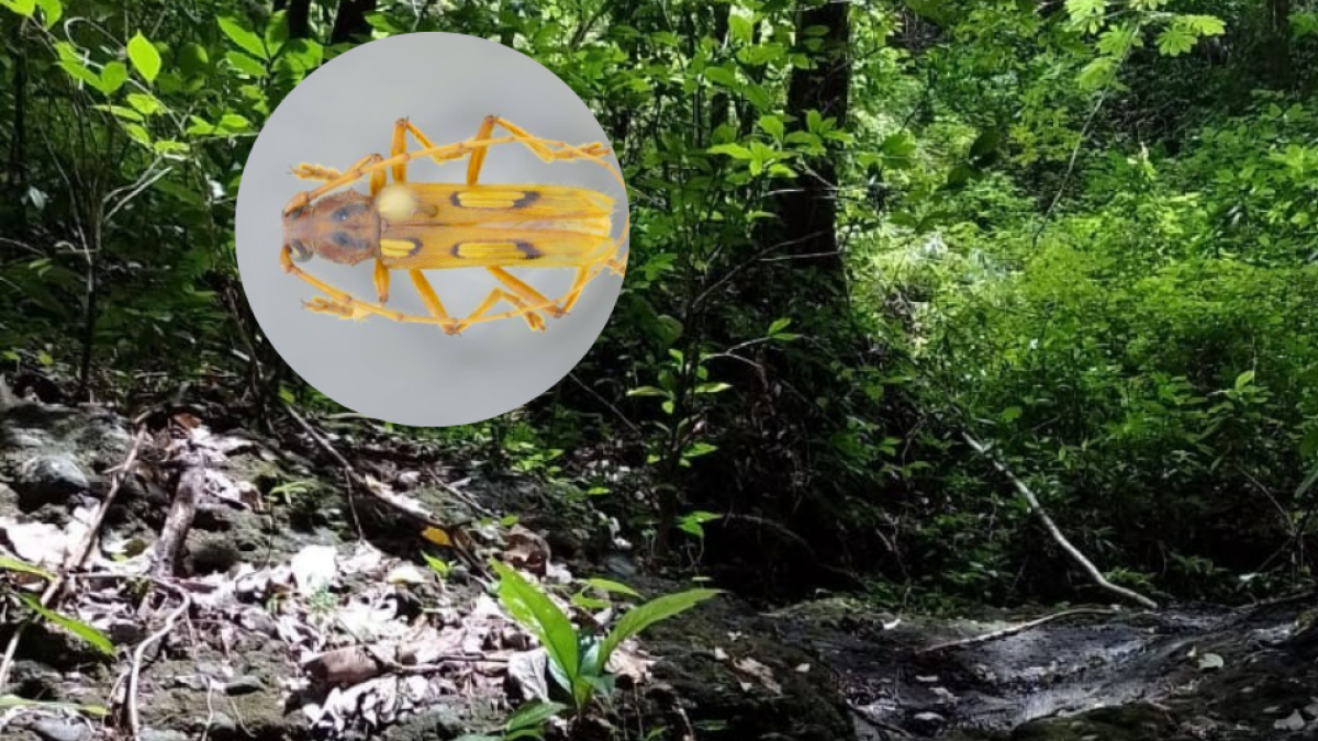 Estudiantes y maestro de Uniatlánico descubren nuevas especies de escarabajos en el Caribe colombiano