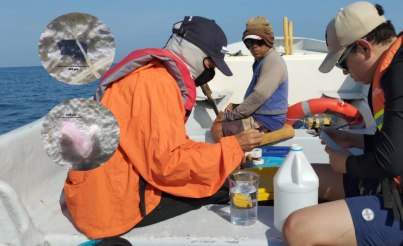 La amenaza invisible que pone en riesgo la biodiversidad marina del Atlántico