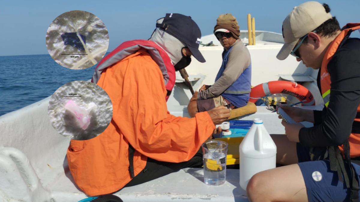 La amenaza invisible que pone en riesgo la biodiversidad marina del Atlántico