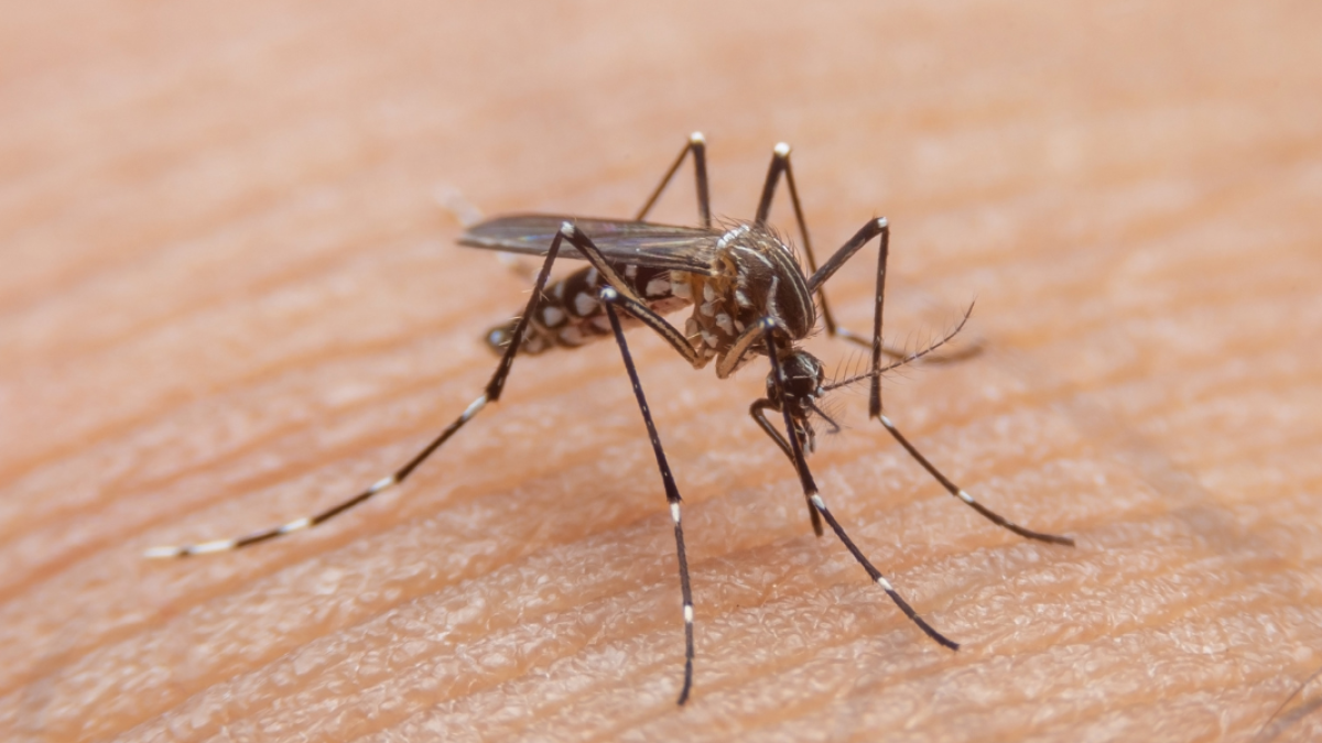 Las alarmantes cifras de dengue que tienen a las autoridades alerta