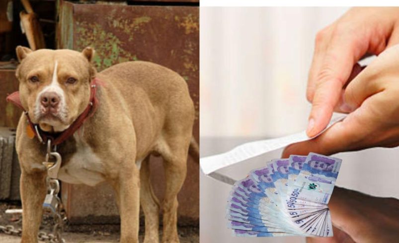 Las personas con estas razas de perros tienen que adherirse a documentos o en orden