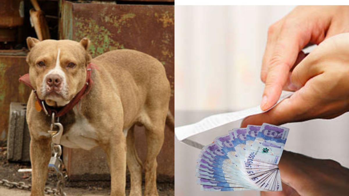 Las personas con estas razas de perros tienen que adherirse a documentos o en orden