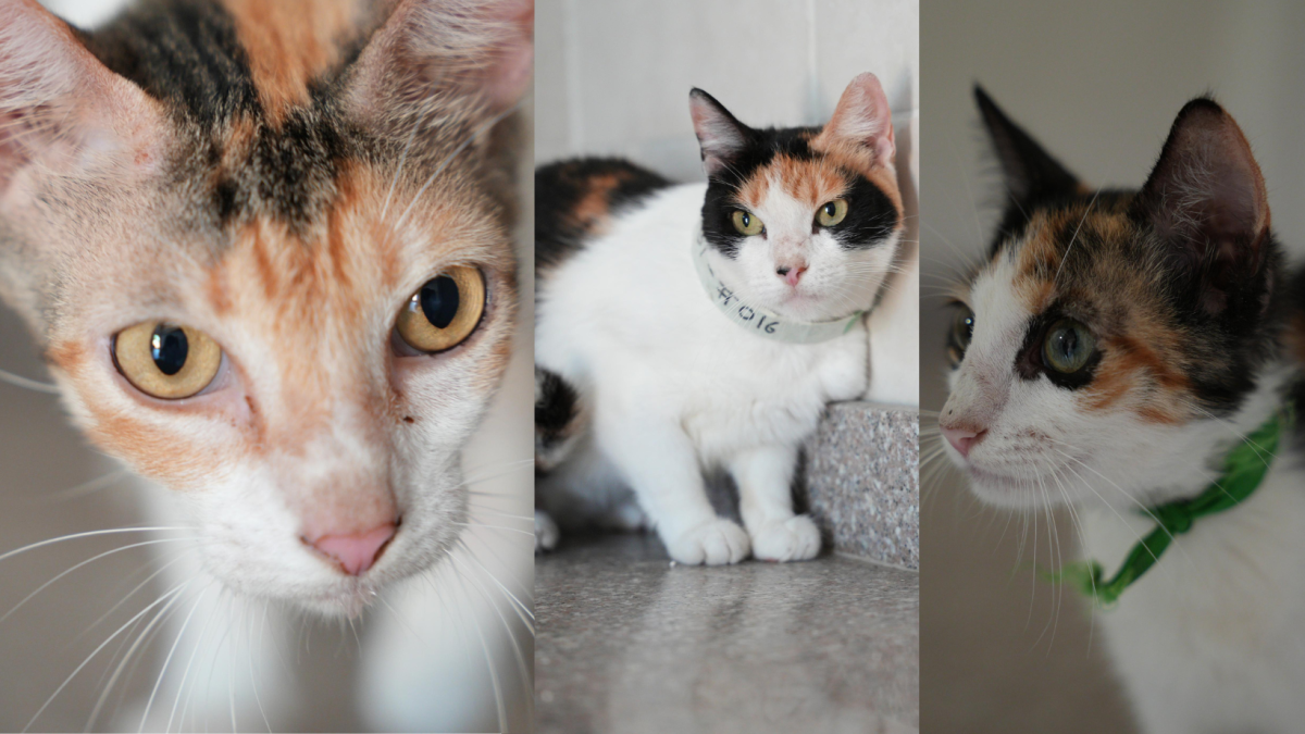 Más de 200 gatos están buscando una casa este sábado