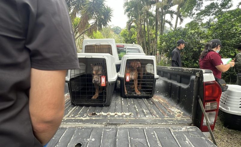 Sanción drástica contra una gran granja ilegal de animales en Cali: estaban en condiciones deplorables
