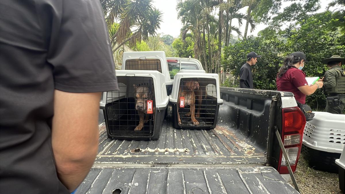Sanción drástica contra una gran granja ilegal de animales en Cali: estaban en condiciones deplorables
