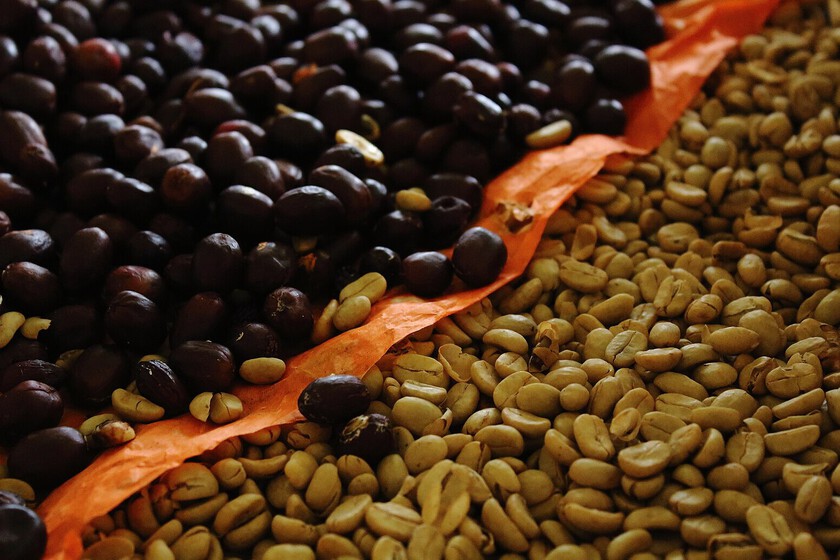 El café especial es costoso y hay algo que lo aumenta aún más: eliminar la cafeína