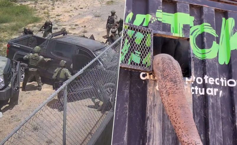 Sinaloa se ha convertido en un lugar tan violento que incluso los animales huyen de allí

 – Tinta clara