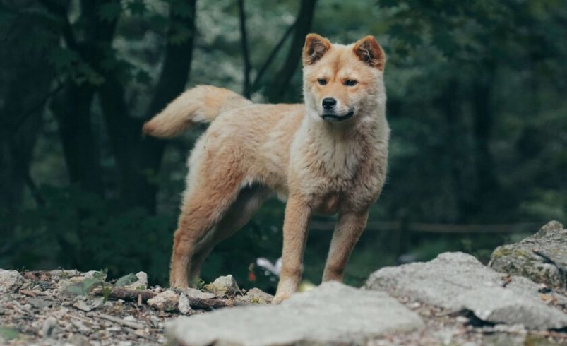 Los huesos rotos de un perro de hace 16,000 años cuentan una historia importante: ya era nuestra mascota

 – Tinta clara