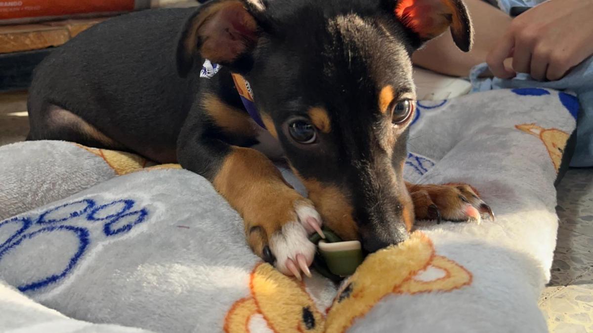 Brutal indignación golpeando a un perro de solo tres meses en Villavicencio