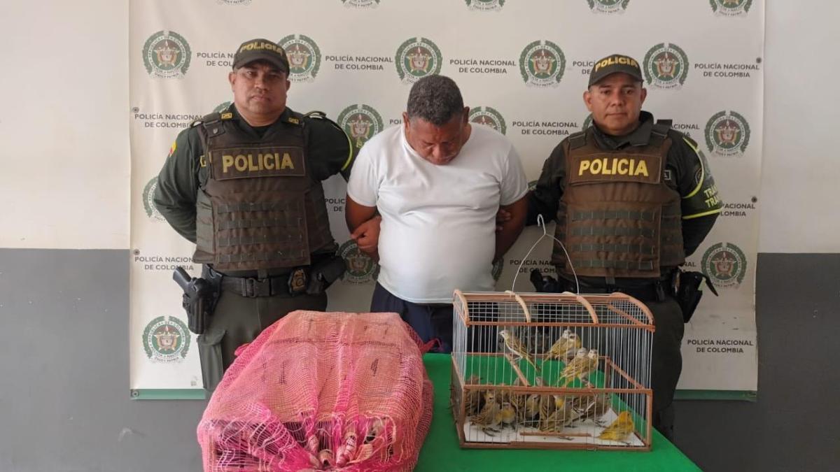 50 canarios fueron rescatados y un hombre capturado