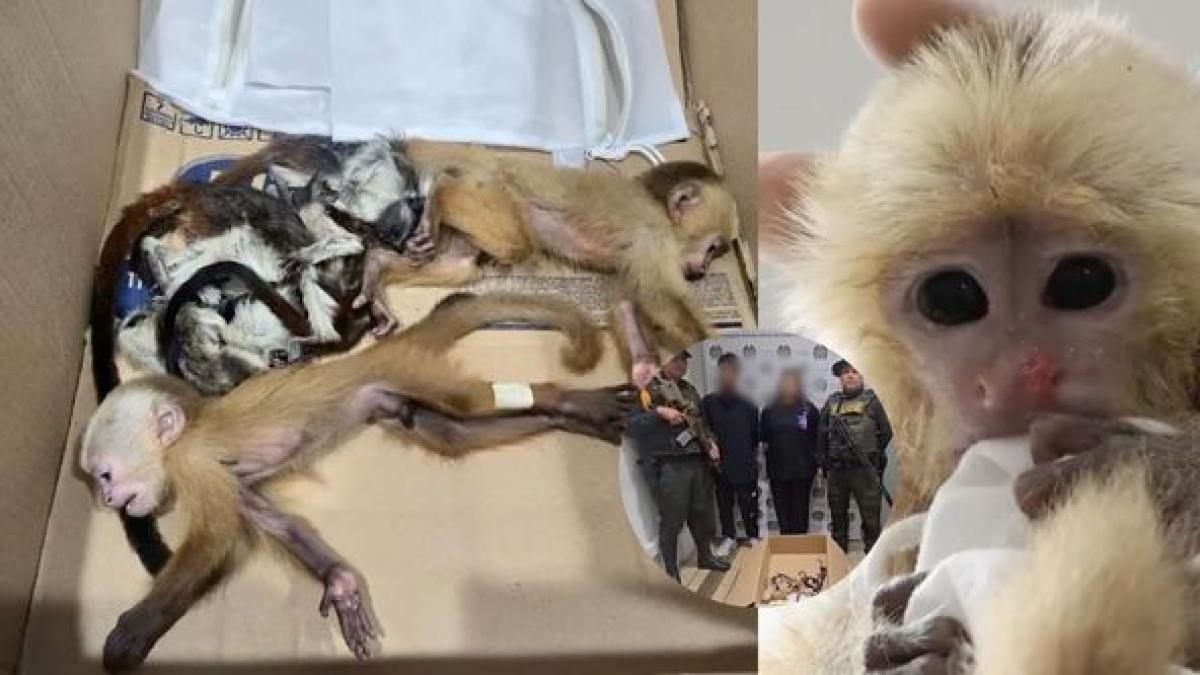Encuentran 6 simios para bebés en partes íntimas de extranjeros que intentaron atravesar el aeropuerto de Medellín.