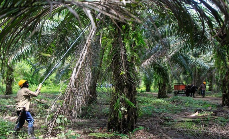 La Unión Europea excluye a América latinoamericana de su lista de exportaciones que genera un bosque.

 – Tinta clara