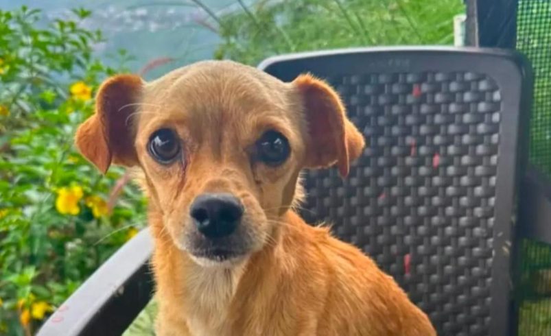 La historia de Tony, el cachorro rescatado después de cinco días bajo un colapso en Quindi