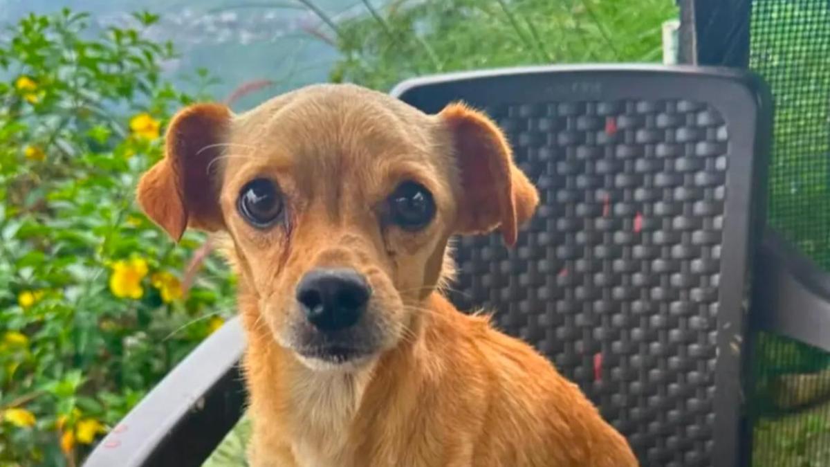 La historia de Tony, el cachorro rescatado después de cinco días bajo un colapso en Quindi