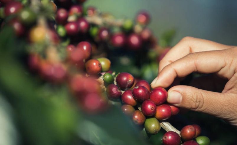 La producción de café colombiano cayó un 5% en abril debido a la lluvia