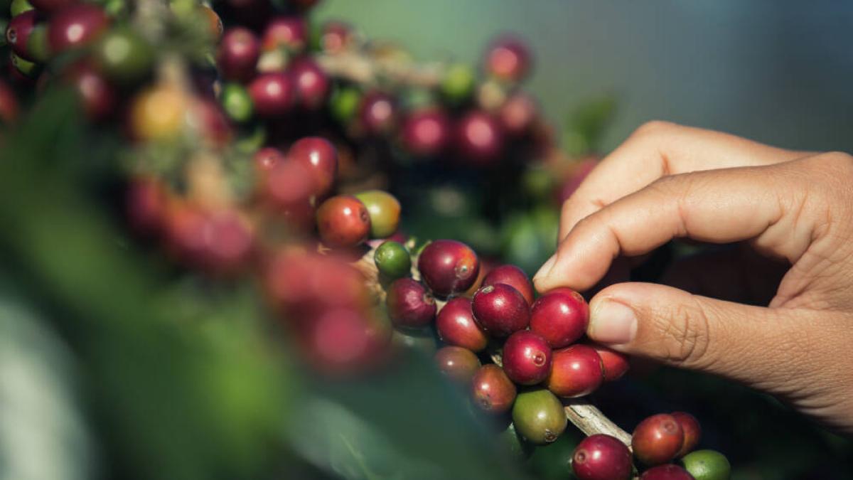 La producción de café colombiano cayó un 5% en abril debido a la lluvia