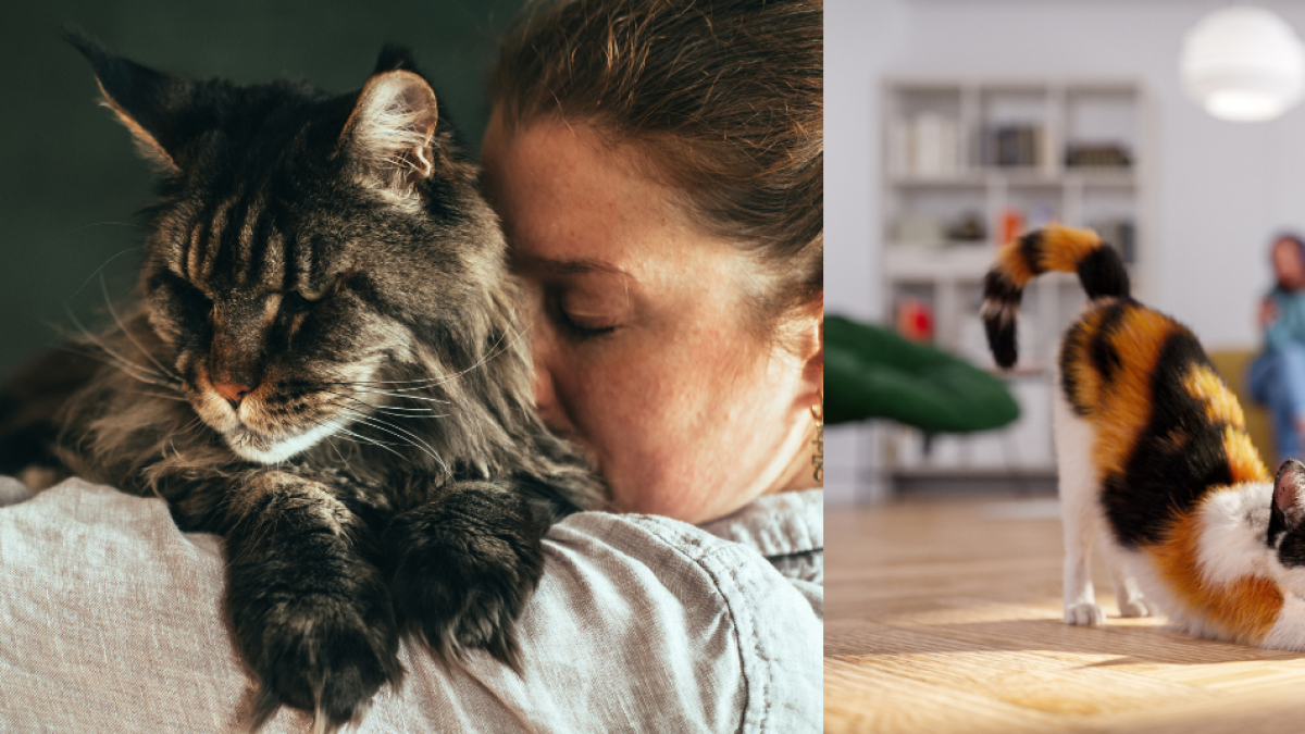 Los dueños de gatos en kits residenciales podrían enfrentar una multa de $ 189,800 si este estándar no se cumple