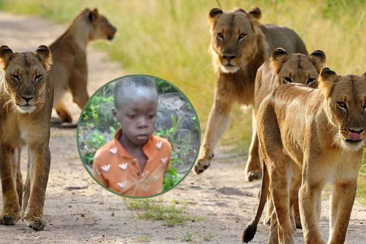 El niño de 7 años sobrevivió cinco días entre los leones en Zimbabue –