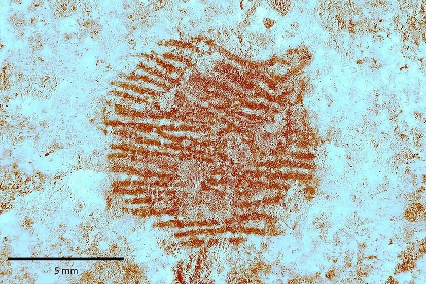 Hemos encontrado la huella digital humana más antigua del mundo. Tiene 43,000 años y alguien la dejó en España

 – Tinta clara