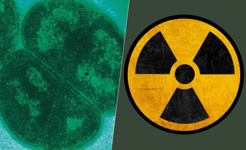 En los 50 decidimos bombardear latas de comida con grandes cantidades de radiación. Así descubrimos una nueva bacteria: ‘D. Radioduranos

 – Tinta clara