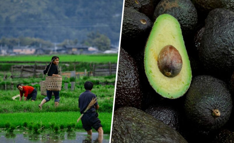 Japón se está convirtiendo en un país tan cálido y húmedo que sus agricultores han comenzado a plantar … aguacates

 – Tinta clara
