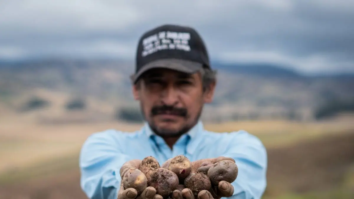 Olympic comienza el plan nacional para comprar directamente al campesino y reducir los precios del consumidor

 – Tinta clara