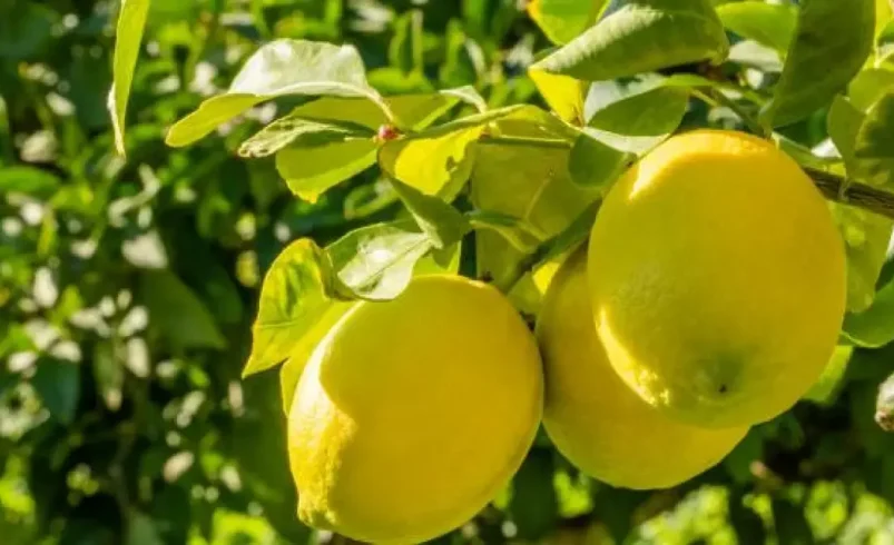 Tahití colombiano Lemon lleva jugo a la exportación y espera ganar el mercado chino pronto

 – Tinta clara