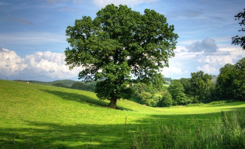 Día del Árbol Mundial 2025: Sembrar Conciencia, Proteger la vida – 

 – Tinta clara