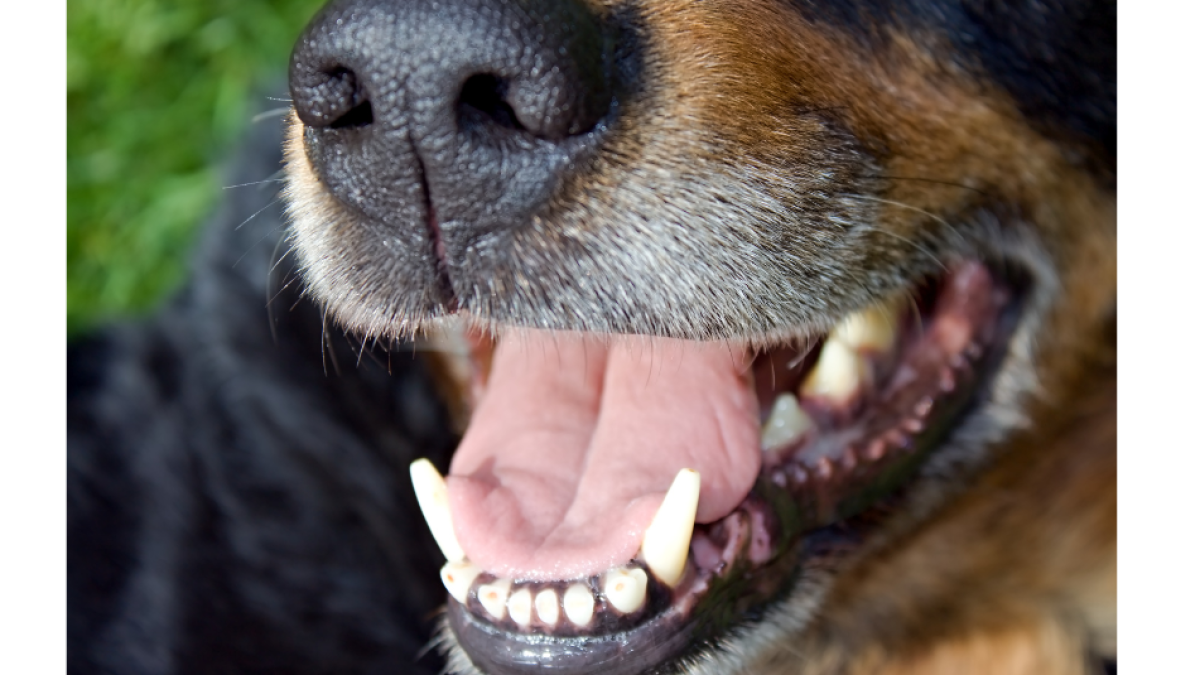 El distrito de Cartagena ofrece una recompensa de $ 10 millones por agresión brutal con machete a un perro

 – Tinta clara