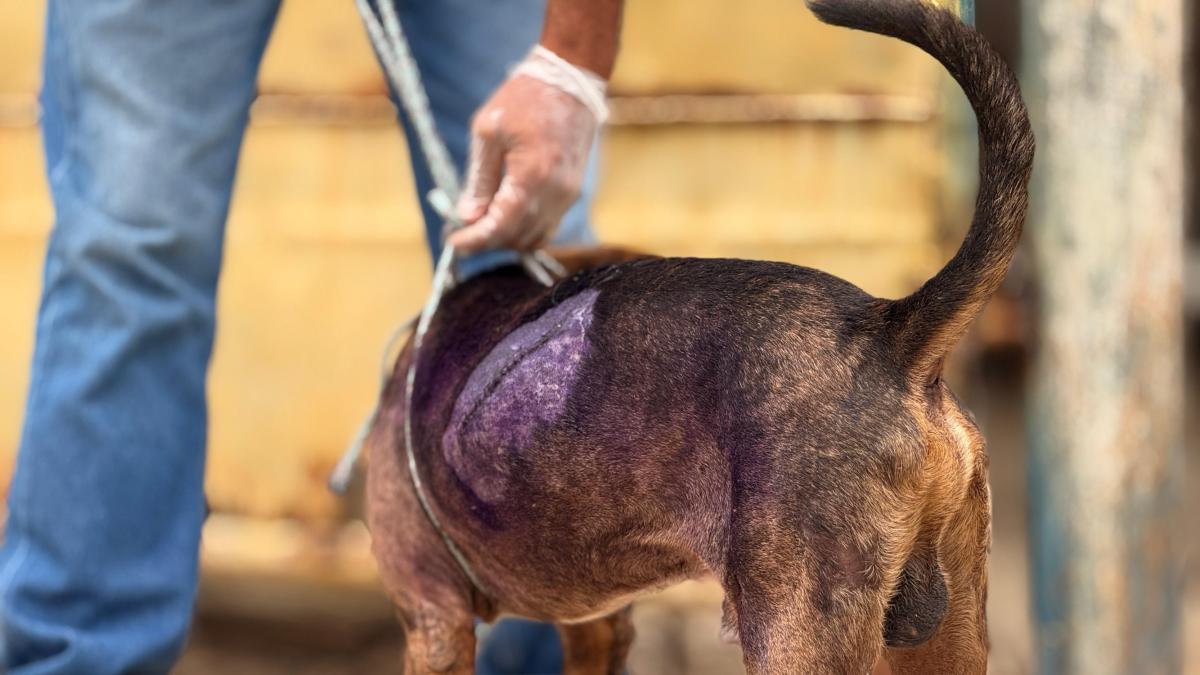 Los agresores de perros jóvenes en Cartagena son entregados en el fiscal y serán procesados ​​por abuso animal

 – Tinta clara