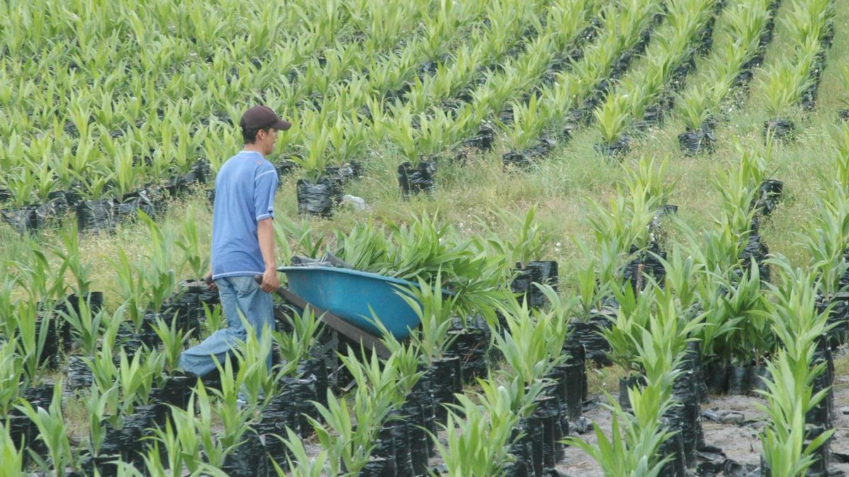 Más de 77,000 millones de pesos, por lo que los fabricantes pequeños y medianos pueden adquirir acciones agrícolas

 – Tinta clara