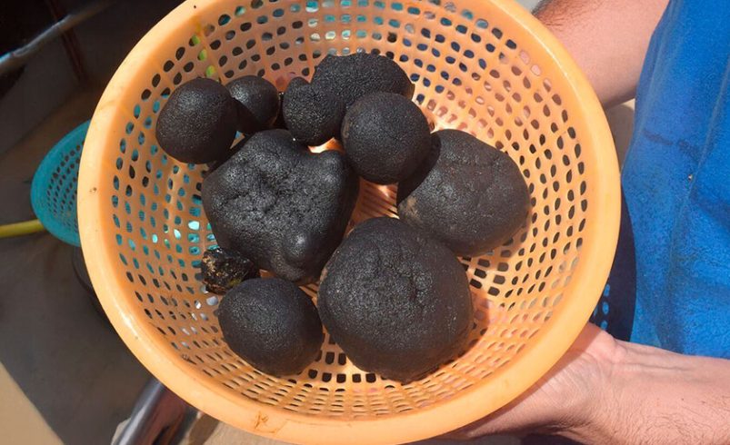 Japón cree que tiene el mayor depósito de tierras raras escondidas en una pequeña isla. Y ya es una fecha extraerlos

 – Tinta clara