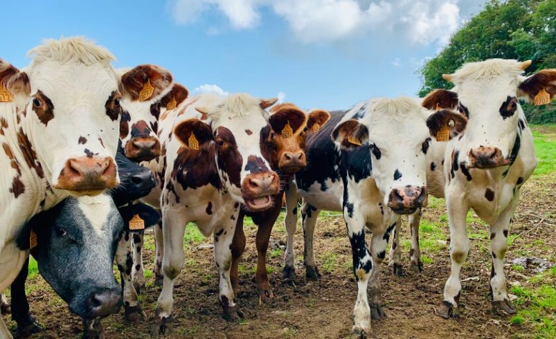 Abrir uno con vacas

 – Tinta clara