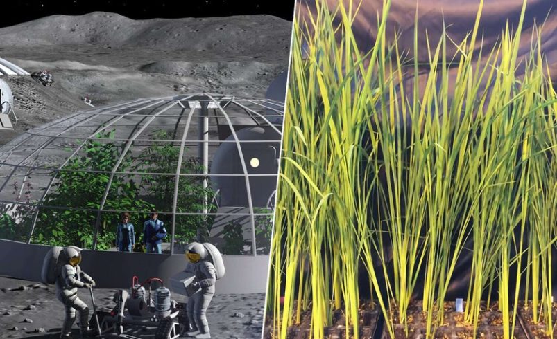 Ese risotto come en la luna. Y ya investigan un supereno y más arroz proteico

 – Tinta clara