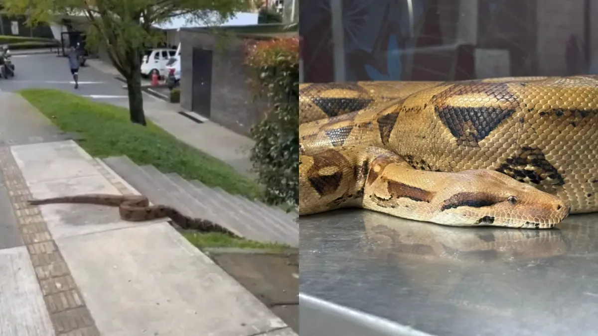 Una boa constrictor de casi tres metros deambuló por las calles de un sector residencial de Medellín durante horas

 – Tinta clara