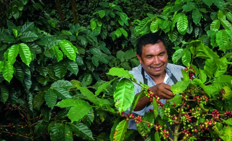 Federación de café Lanza Nuevo modelo Compras para mejorar los criadores de café

 – Tinta clara