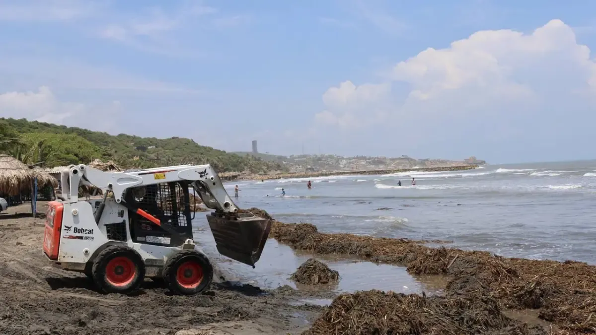 Puerto Colombia recolecta más de 30 toneladas de Tarulla en Salgar para proteger sus playas y garantizar el turismo sostenible

 – Tinta clara