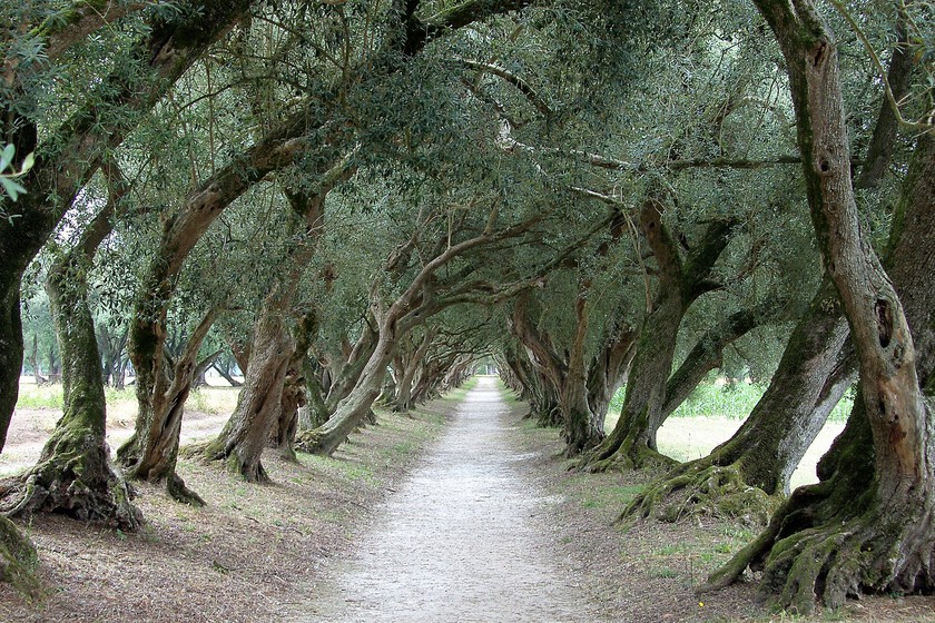 Durante los siglos, Galicia fue una tierra próspera de olivos con variedades únicas en el mundo. Lo que lo cambió sigue siendo un misterio

 – Tinta clara