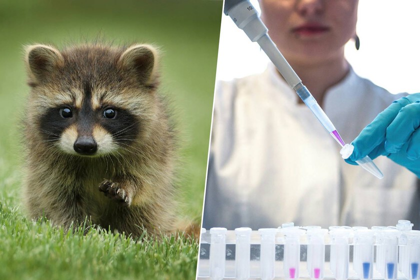 El lugar donde se almacenan docenas de células animales en caso de que haya un gran desastre

 – Tinta clara