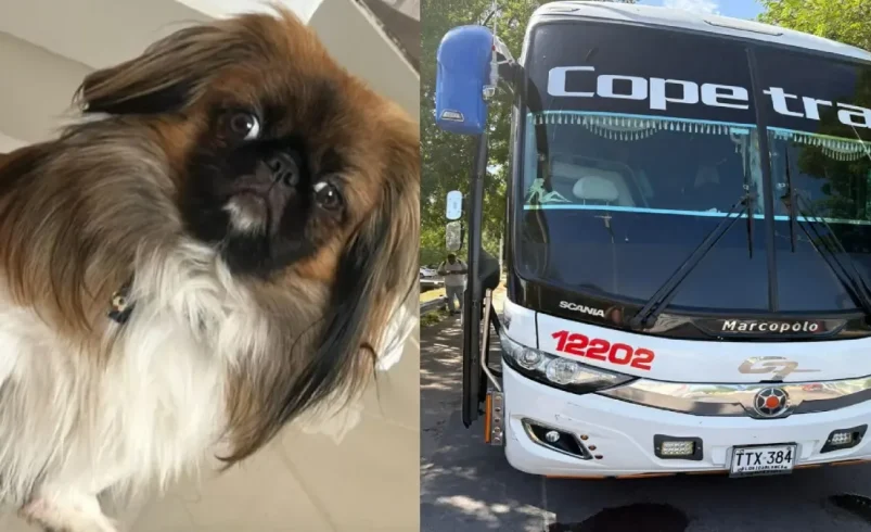 Esta es la sanción millonaria de que el Supertransporte pondría a Copetra por la muerte de una mascota durante un viaje de Bucaramanga-Medellín

 – Tinta clara