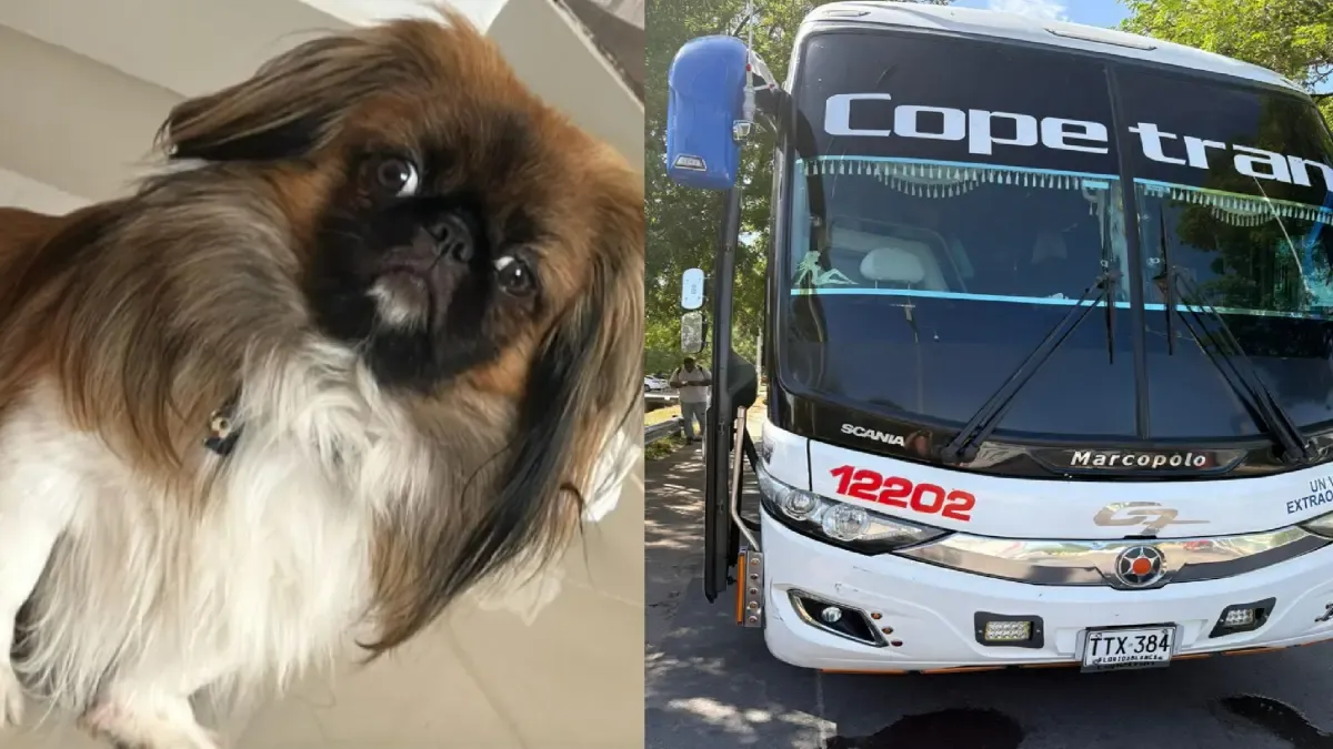 Esta es la sanción millonaria de que el Supertransporte pondría a Copetra por la muerte de una mascota durante un viaje de Bucaramanga-Medellín

 – Tinta clara