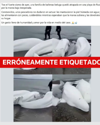 Las redes colapsan la información errónea después de la alerta de tsunami: alerta de expertos sobre bulos – 

 – Tinta clara