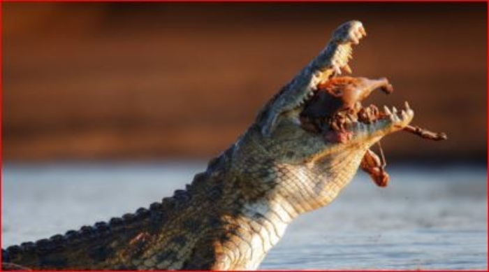 Kostensuchus encuentra una especie de cocodrilo desconocido en la Patagonia: imágenes impresionantes

 – Tinta clara