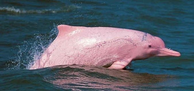 Amazon Alarm: Pink Dolphin se convierte en peligro de extinción por acción humana

 – Tinta clara
