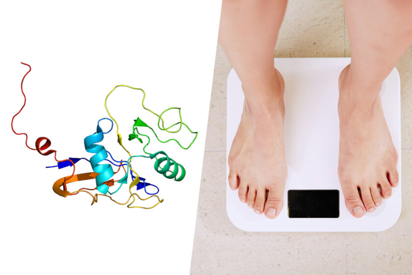 ratones que no engordan aunque consumen una dieta de grasa

 – Tinta clara