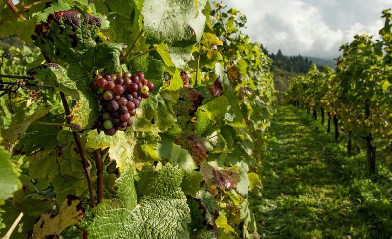 Los agricultores esperan una de las peores cosechas de lo que sucede en el siglo

 – Tinta clara